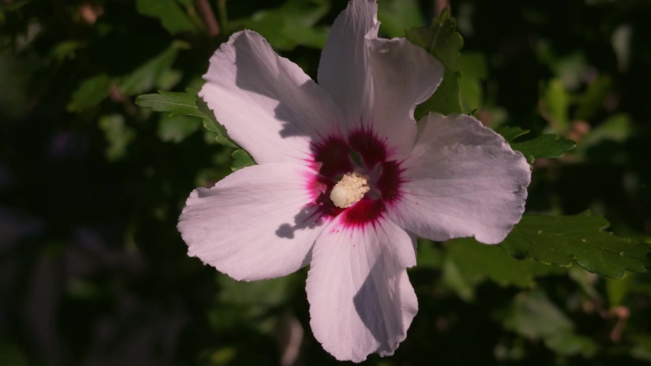 Fiore di Hibiscus syriacus in fiore con petali bianchi e un centro cremisi intenso su un cespuglio verde da giardino
