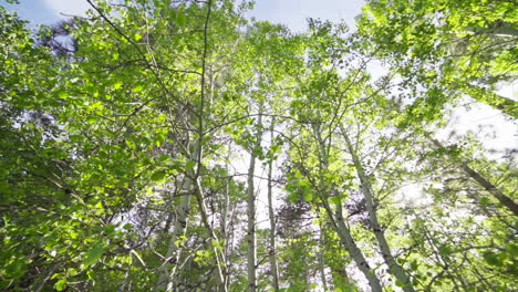 slow motion ultra wide of sun flashing through aspen trees