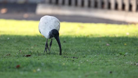 ibis en busca de alimento en el área de hierba