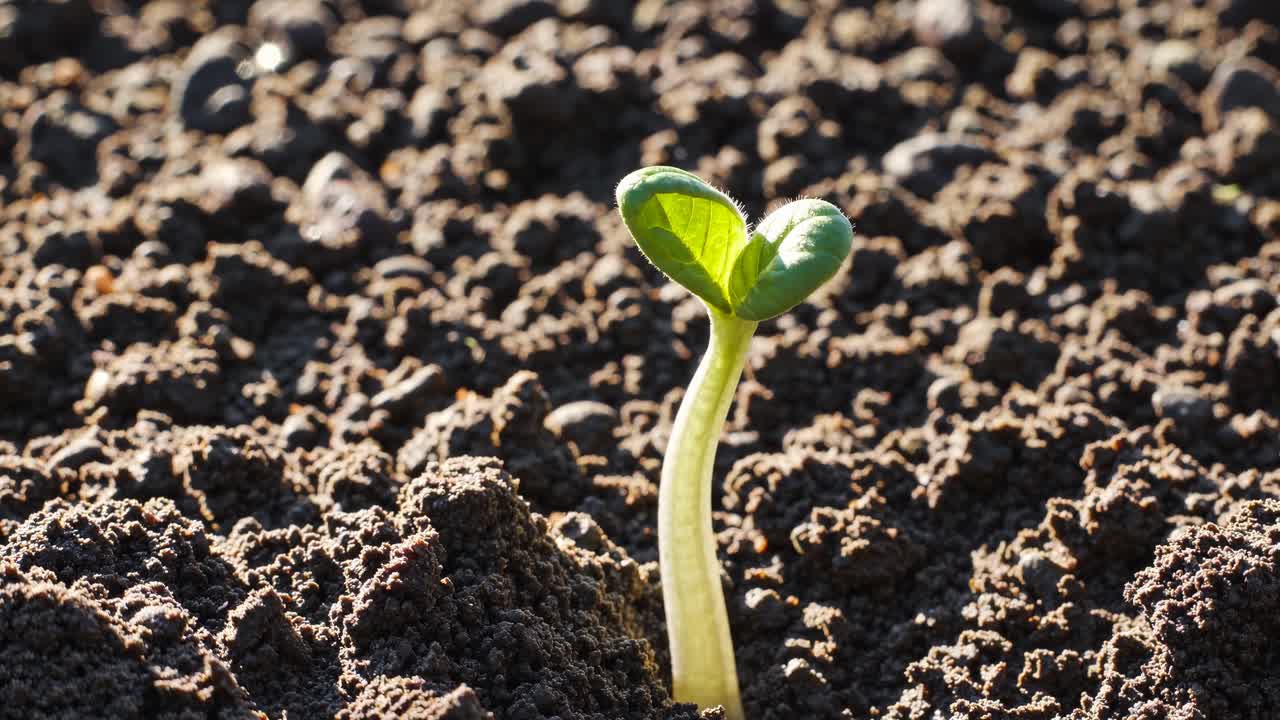 Angolazione video ravvicinata di una piantina che germoglia emergendo da terreno fertile, simboleggiando crescita e novità