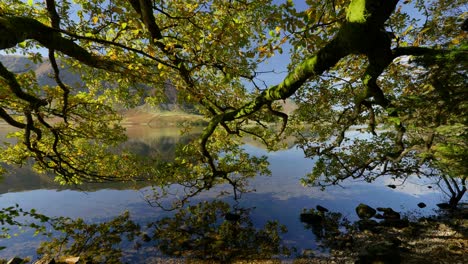 Hermosas-Hojas-De-Otoño-Moteadas-Por-El-Sol-En-Agua-Crummock,-El-Distrito-De-Los-Lagos,-Inglaterra