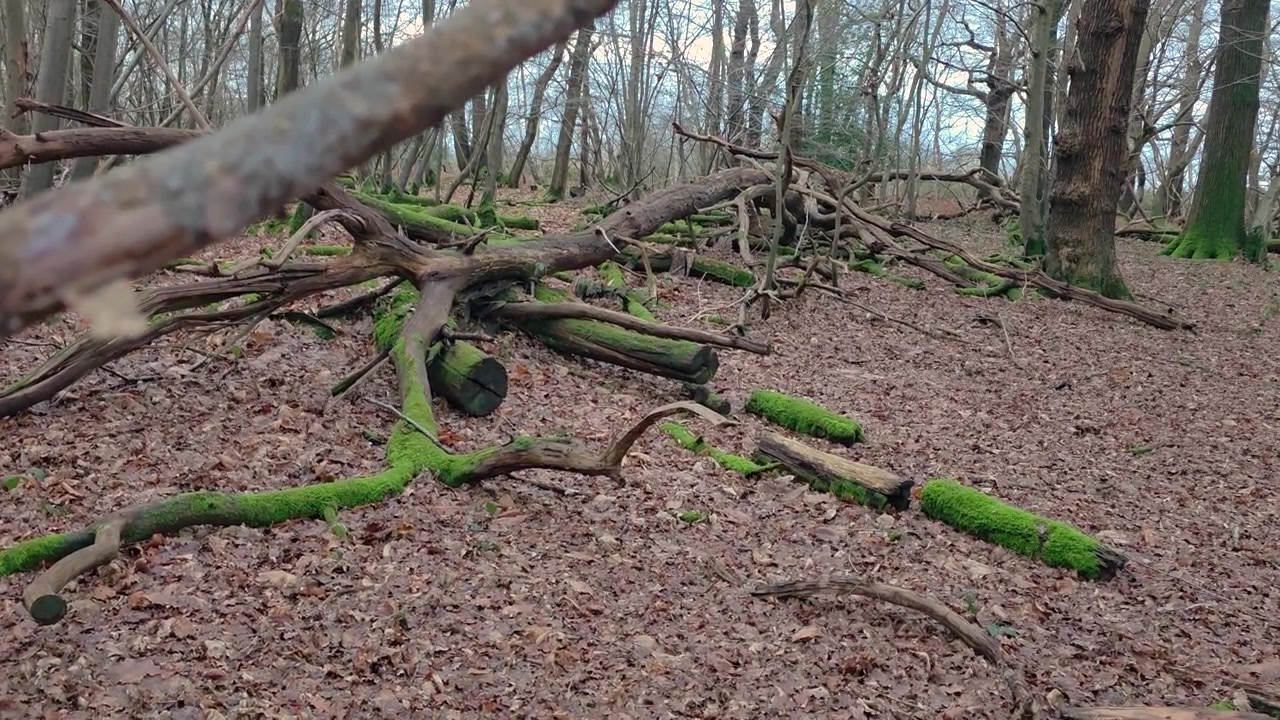 Handheld dolly forward in forest with fallen branches and mossy ground