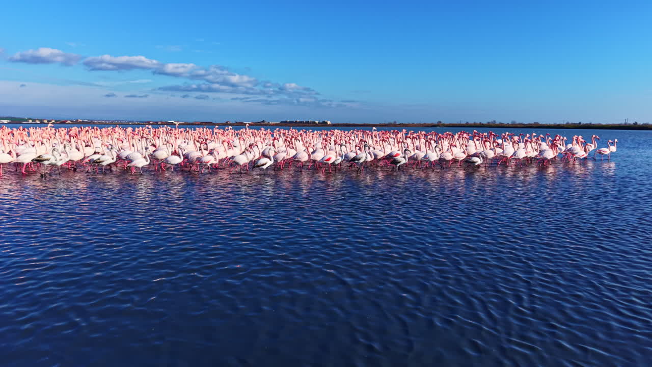 Rassemblement d'élégants flamants roses dans une lagune paisible sous un ciel bleu clair au coucher du soleil.