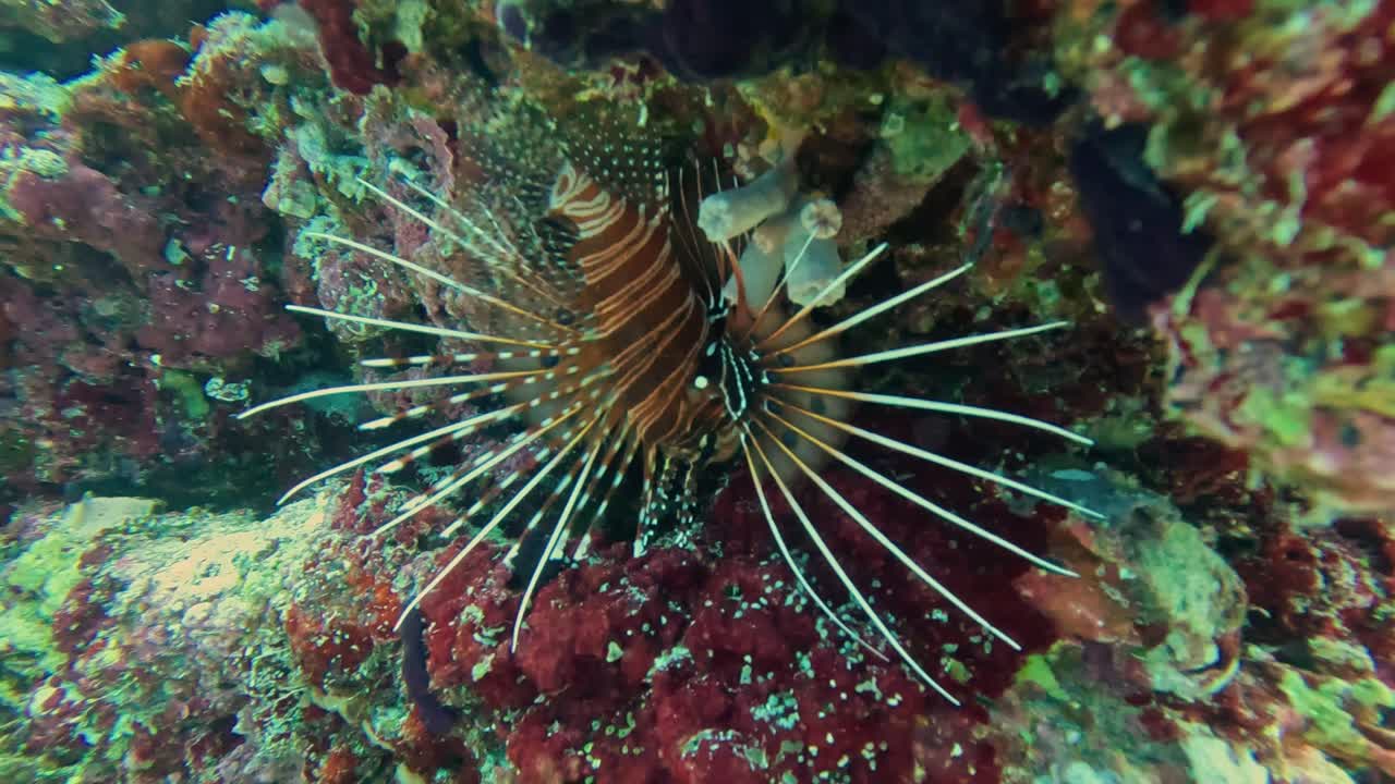 스포트핀 라이온피쉬 (pterois antennata) 는 밤에 다채로운 산호초에 가시를 고 있다.