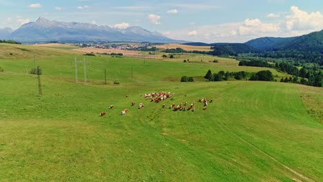 luchtbeeld van de berg "krivan" - symbool van de slowaakse republiek met koeien in een kudde op een groene landbouwweide tijdens een zonnige zomerdag