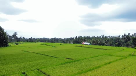 Volando-Sobre-Los-Campos-De-Arroz-De-La-Isla-De-Bali-En-Indonesia