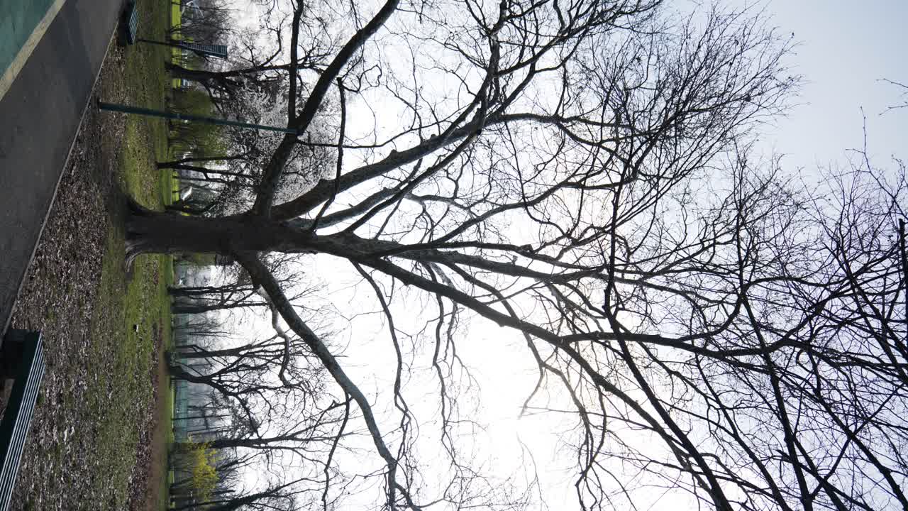 조 ⁇ 하는 남자의 수직  ⁇ 과 자전거를 타고 공공 공원에서 오래된 나무  ⁇ 을 지나간