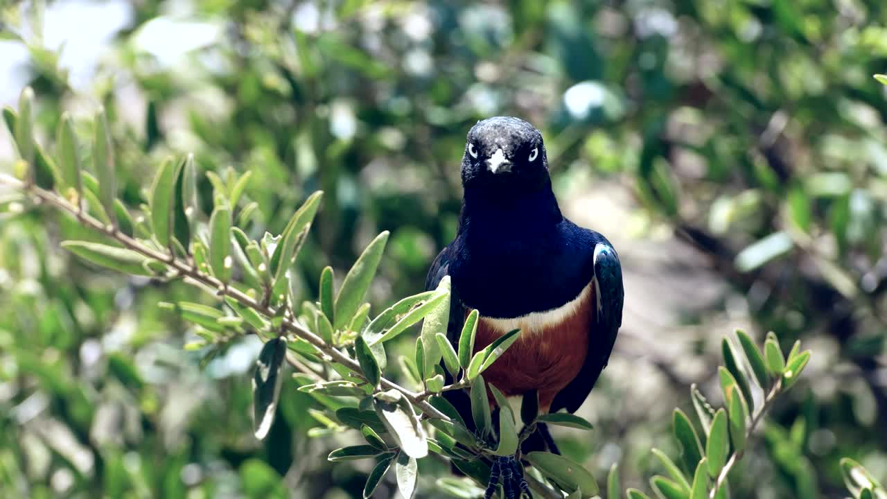 케냐의 보델리 (amboseli) 에 있는 멋진 스탈링 (starling) 의 근접 촬영
