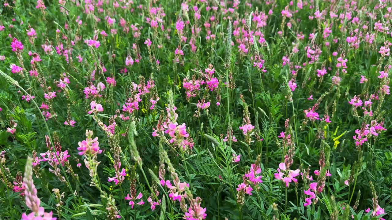 A Vibrant Meadow of Wild Pink Flowers Surrounded by Lush Greenery, Showcasing Nature's Beauty in Full Bloom with a Symphony of Color and Life