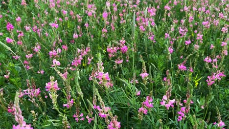a vibrant meadow of wild pink flowers surrounded by lush greenery, showcasing nature's beauty in full bloom with a symphony of color and life