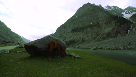 lapso de tiempo de caballos salvajes comiendo hierba al lado de un lago