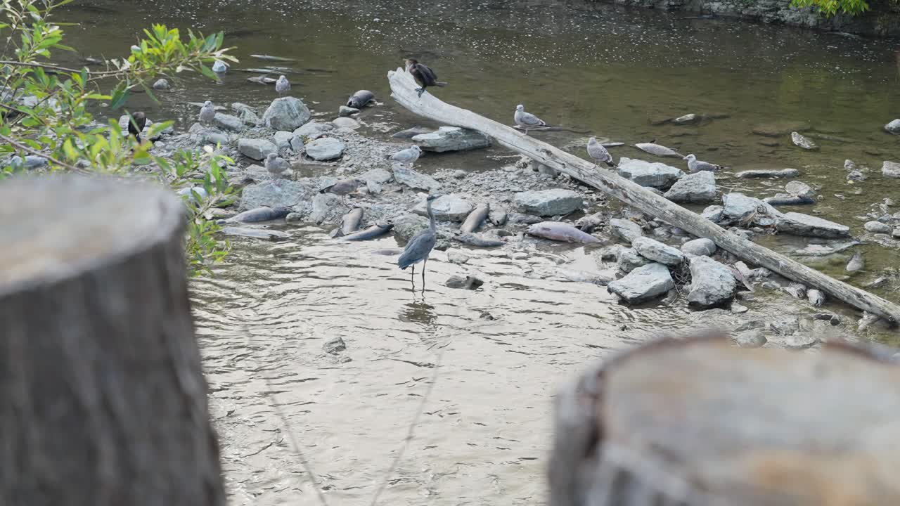 Birds gather on a rocky riverbank, feeding on salmon during the annual salmon run