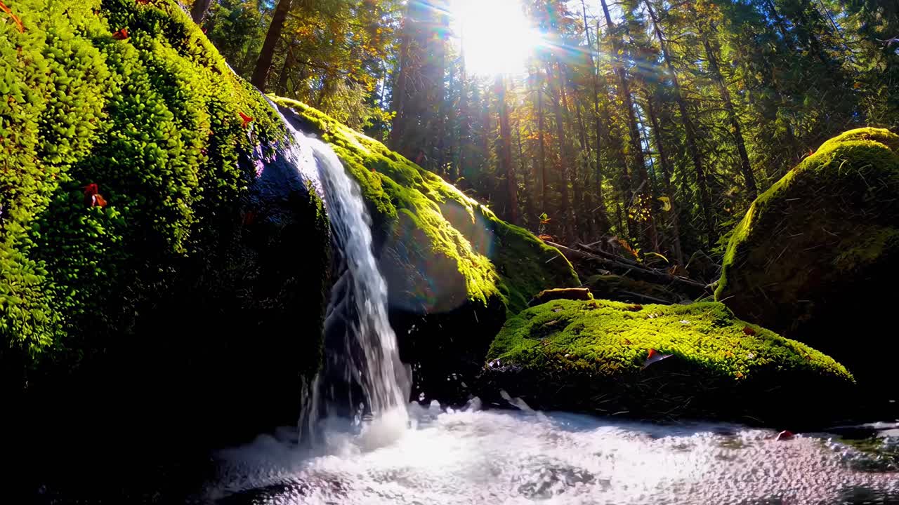 Ripresa video dal basso di una serena cascata nella foresta, luce solare che filtra tra gli alberi, muschio vibrante.