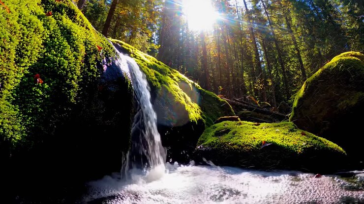 Ripresa video dal basso di una serena cascata nella foresta, luce solare che filtra tra gli alberi, muschio vibrante.