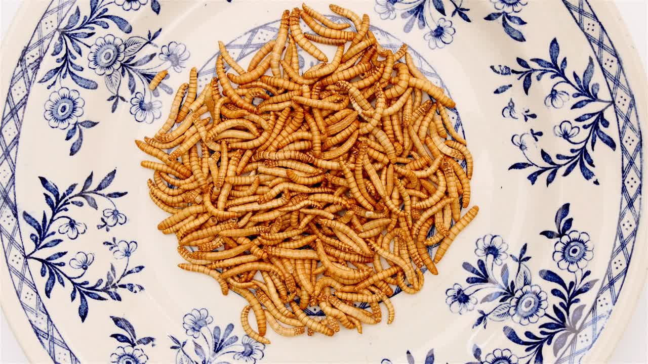 Larve della farina che ruotano in un piatto blu e bianco
