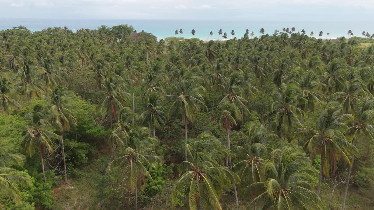 Coconut Trees Dancing In the Wind Aerial view