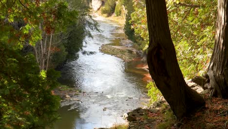 un arroyo perezoso serpentea a través de un bosque, y la cámara avanza lentamente río abajo
