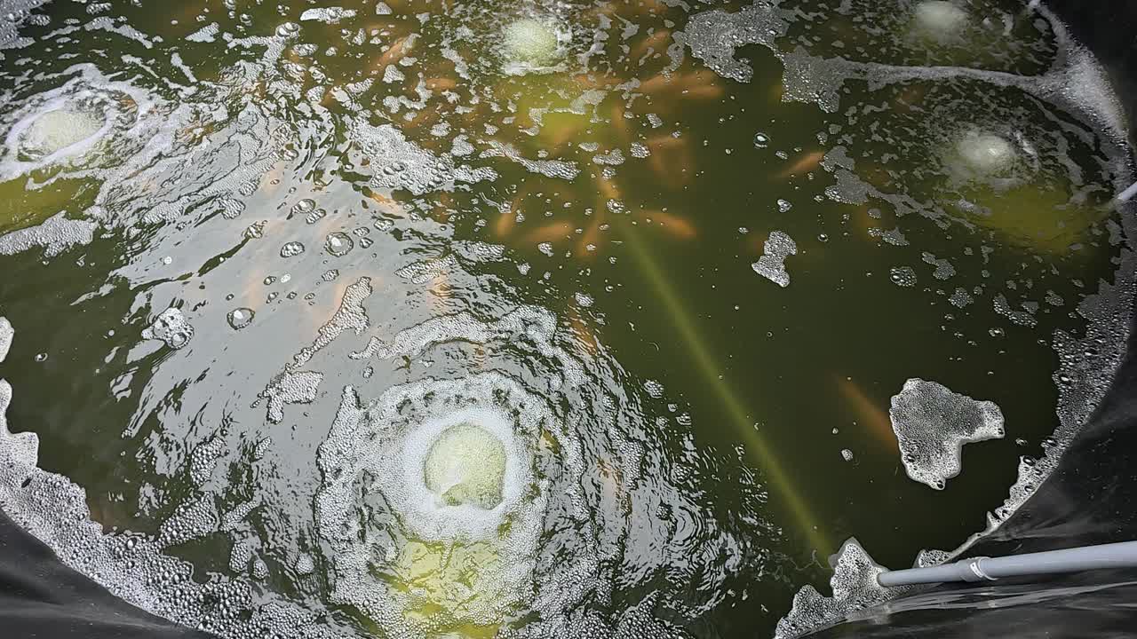 Small fish seedlings are raised in a canvas pond. They are carefully monitored and given nutrient-rich food to ensure healthy growth before being transferred to a larger pond when ready