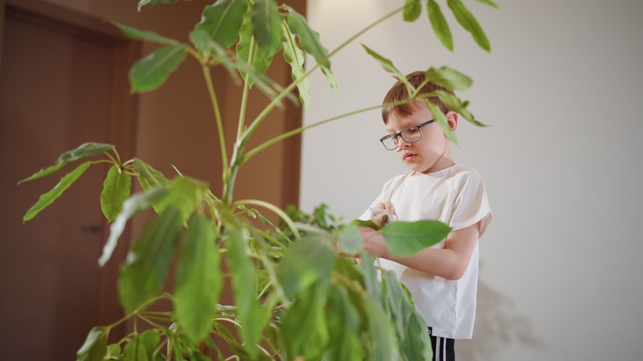 Boy with glasses cleaning green houseplant leaves indoors using tissue, carefully wiping foliage, focused on plant care and home gardening, learning responsibility, nurturing healthy greenery