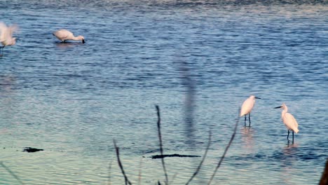 Möwe,-Reiher,-Löffler,-Reiher,-Spuk-Im-Wasser