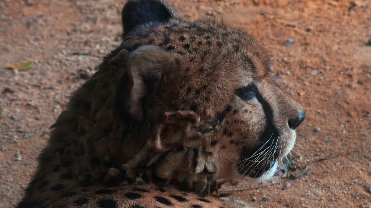 Un ghepardo (Acinonyx jubatus) che riposa a terra, sbadigliando a bocca spalancata e scuotendo le orecchie per scacciare le mosche, ripresa ravvicinata.