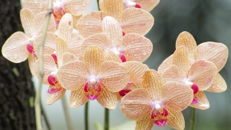 closeup shot of a cluster of wet orange orchids after the rain