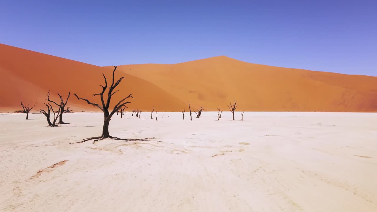 4K Drone Flying Through Dead Camel Thorn Trees in Deadvlei, near Sossusvlei, Namib-Naukluft Park, Namibia