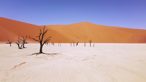 4k drone flying through dead camel thorn trees in deadvlei, near sossusvlei, namib-naukluft park, namibia