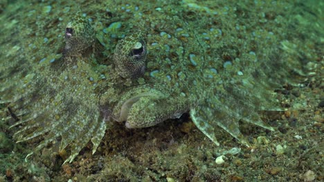 peacock flounder lying on sand