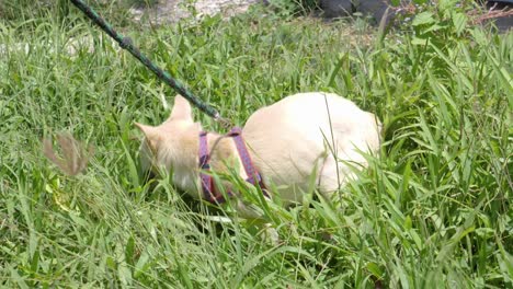 Happy-shelter-dog-in-leash-playing-outside-in-grass---ultra-slow-motion