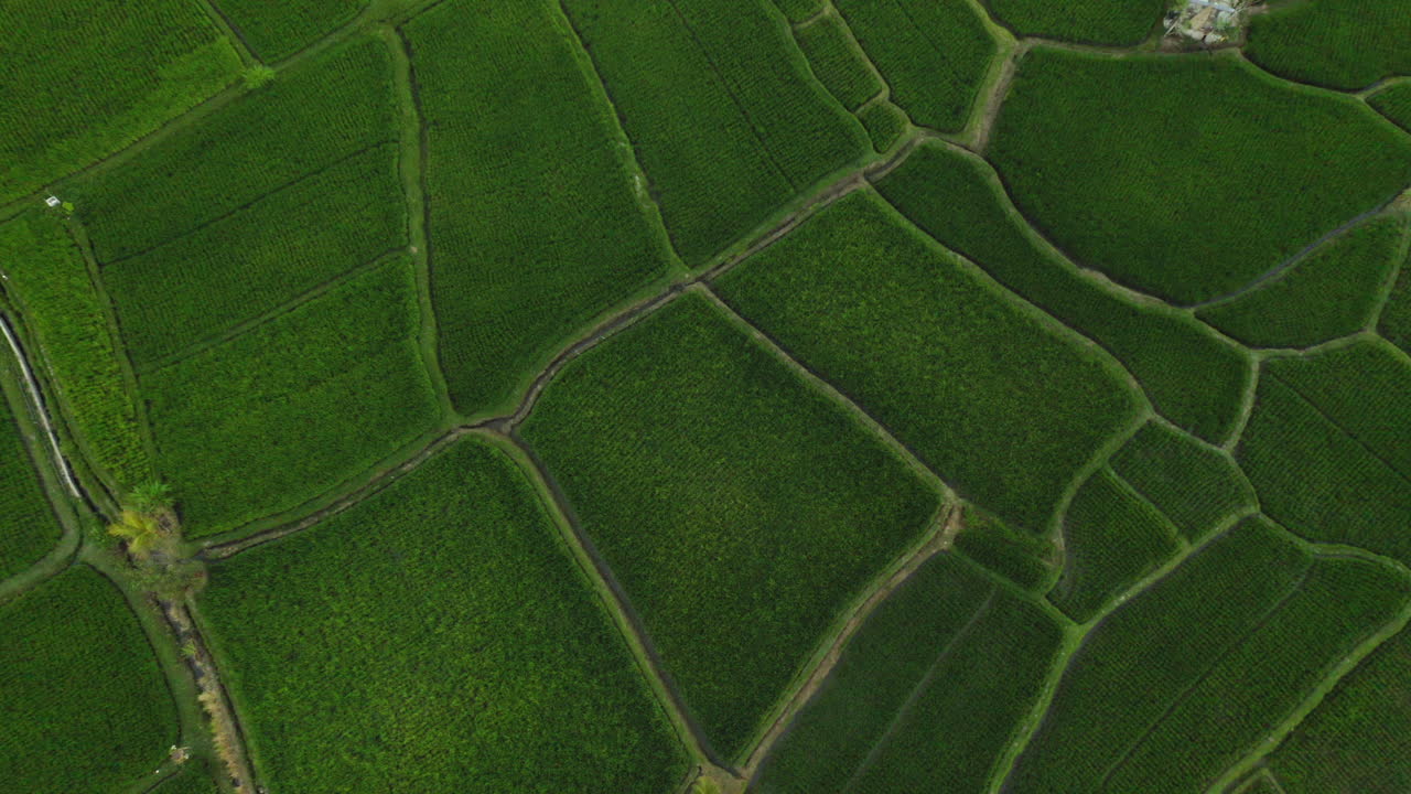 vista aérea de las terrazas de arroz avión no tripulado volando sobre los campos de arroz tierras de cultivo agrícolas granjas de cultivos de asia rural 4k