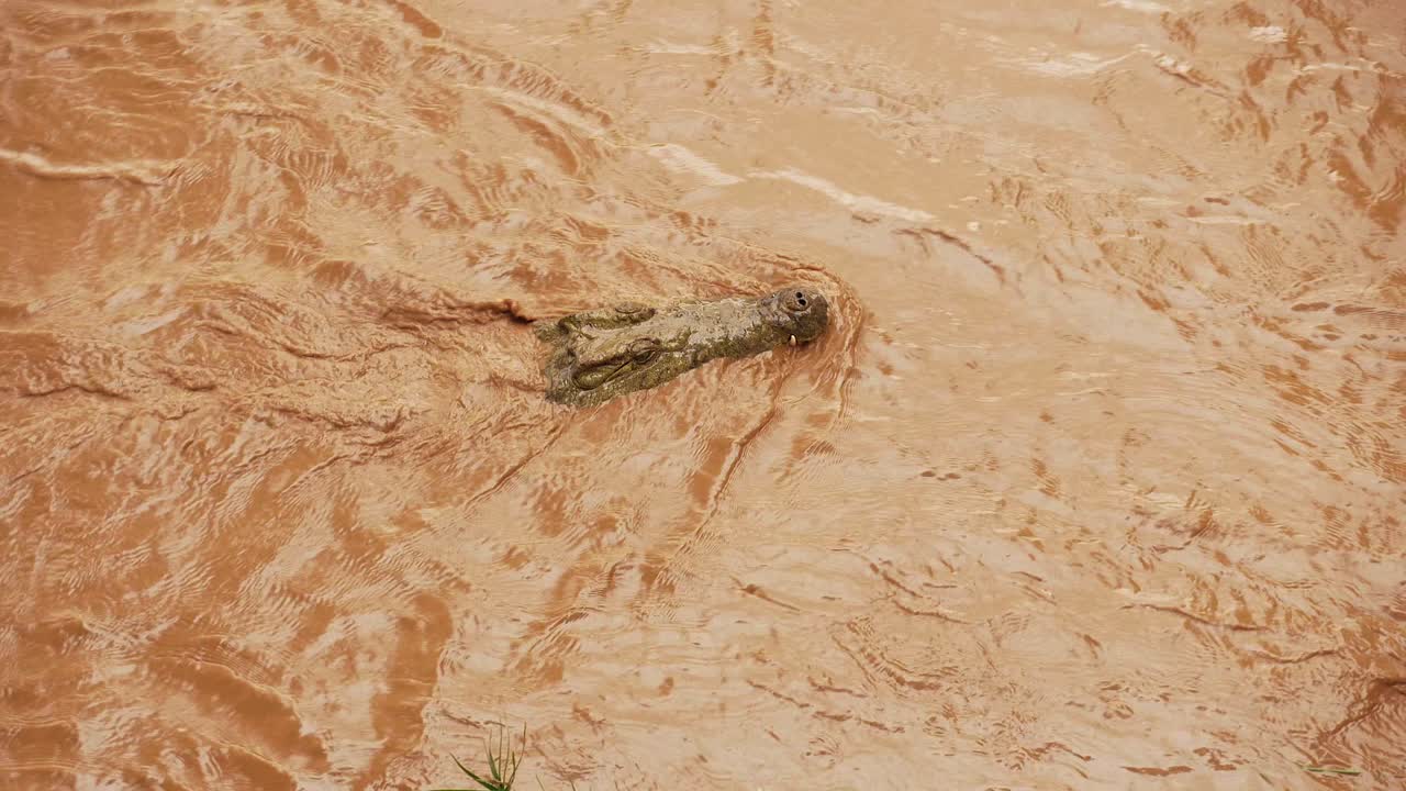 Crocodile in River hunting 4k 50fps