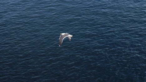 Möwe-Fliegt-In-Zeitlupe-über-Das-Meer,-Blaues-Wasser-Norwegen