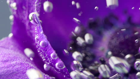 close-up of a purple anemones flower with water droplets and bubbles