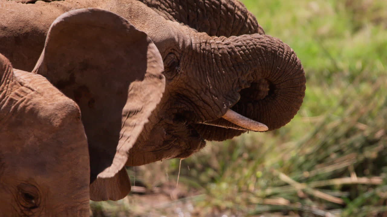 Teste di elefanti africani di savana che bevono a un abbeveratoio