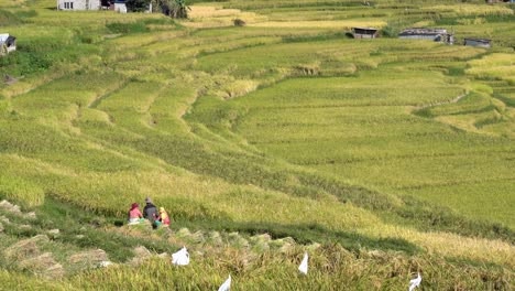 some people harvesting rice on the terraced rice fields outside of kathmandu nepal on a sunny day