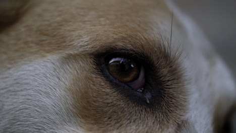 macro close up of dog's eye and pupil after lifting head up from laying down