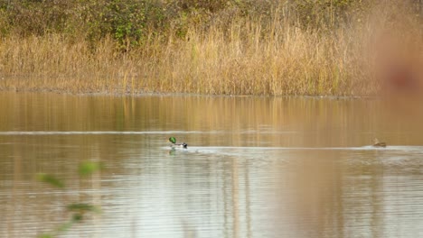 a couple of ducks swimming in a lake from right to left, conservation concept, wide static shot