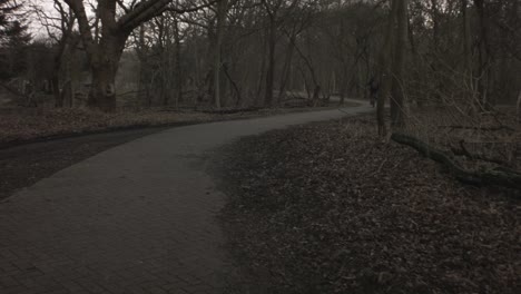 walking view of fall winter forest at sunset leafless lifeless trees branches dry grass on ground wild sky up and down with man person riding on bicycle on trail in europe netherlands