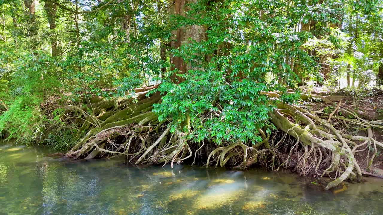Camera pans over exposed tree roots beside a clear woodland stream in lush, sunlit forest