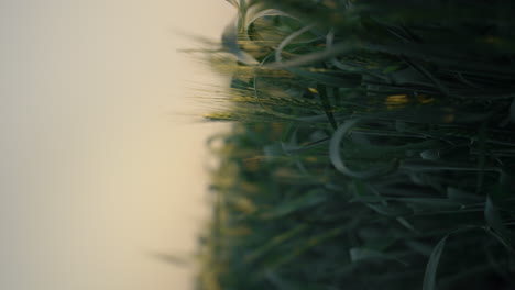 vertical view green field with unripe wheat spikelets on sunrise close up.