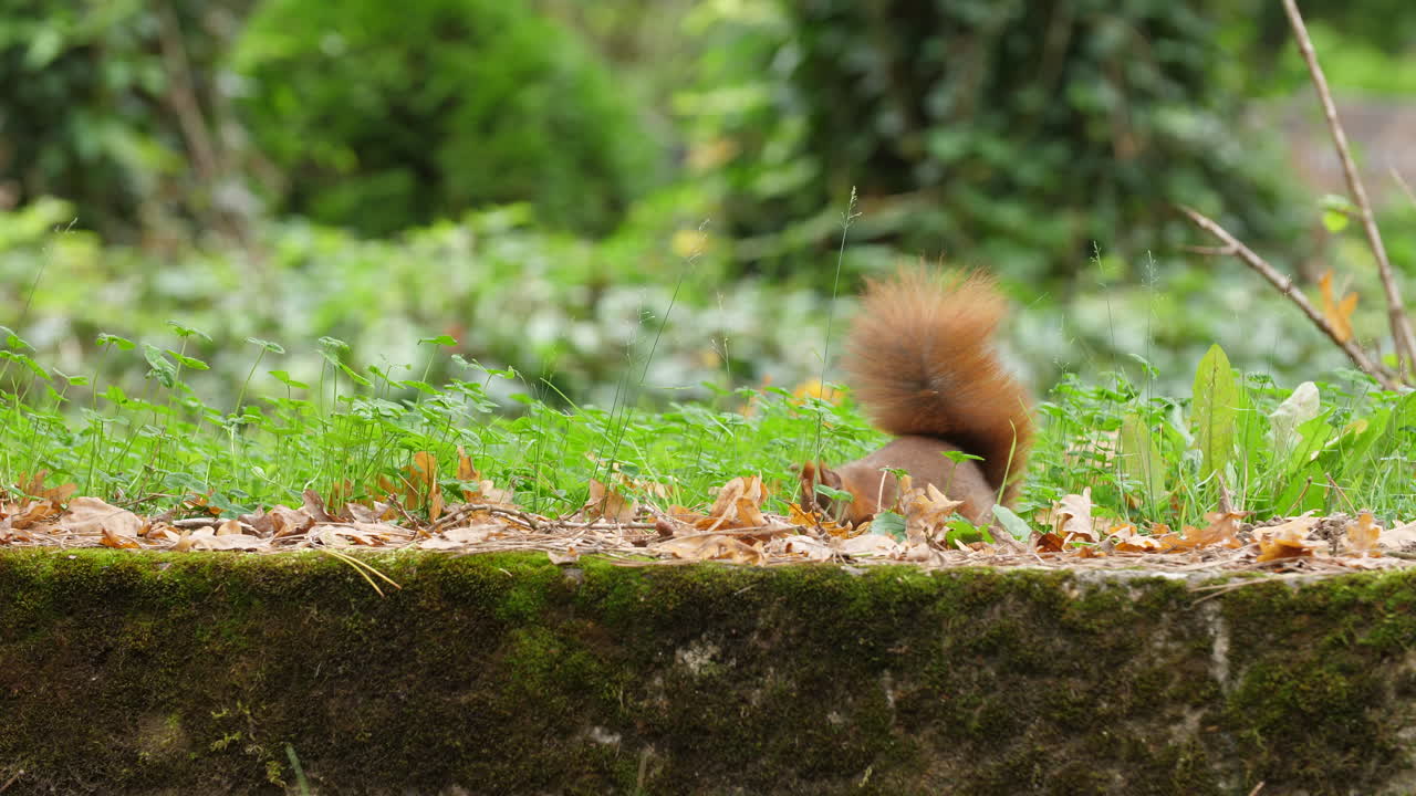 Red squirrel closeup finding and buries a nut in a quiet autumn forest colorful leaves wildlife natural trees environment soft sunlight and jumps away