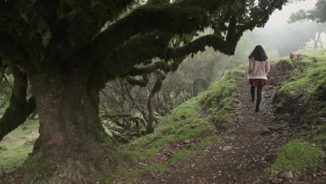 Mujer-Con-Chaqueta-Rosa-Caminando-A-Través-De-Un-Viejo-árbol-Cubierto-De-Musgo-En-El-Bosque-De-Laurel,-Isla-De-Madeira