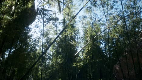 Paisaje-De-árboles-De-Bambú-En-La-Selva-Tropical,-Malasia