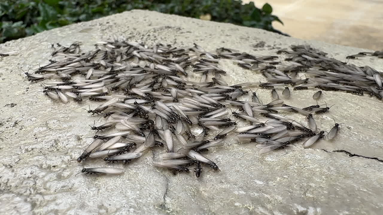 Termites swarming residential house, winged insects, wood destruction