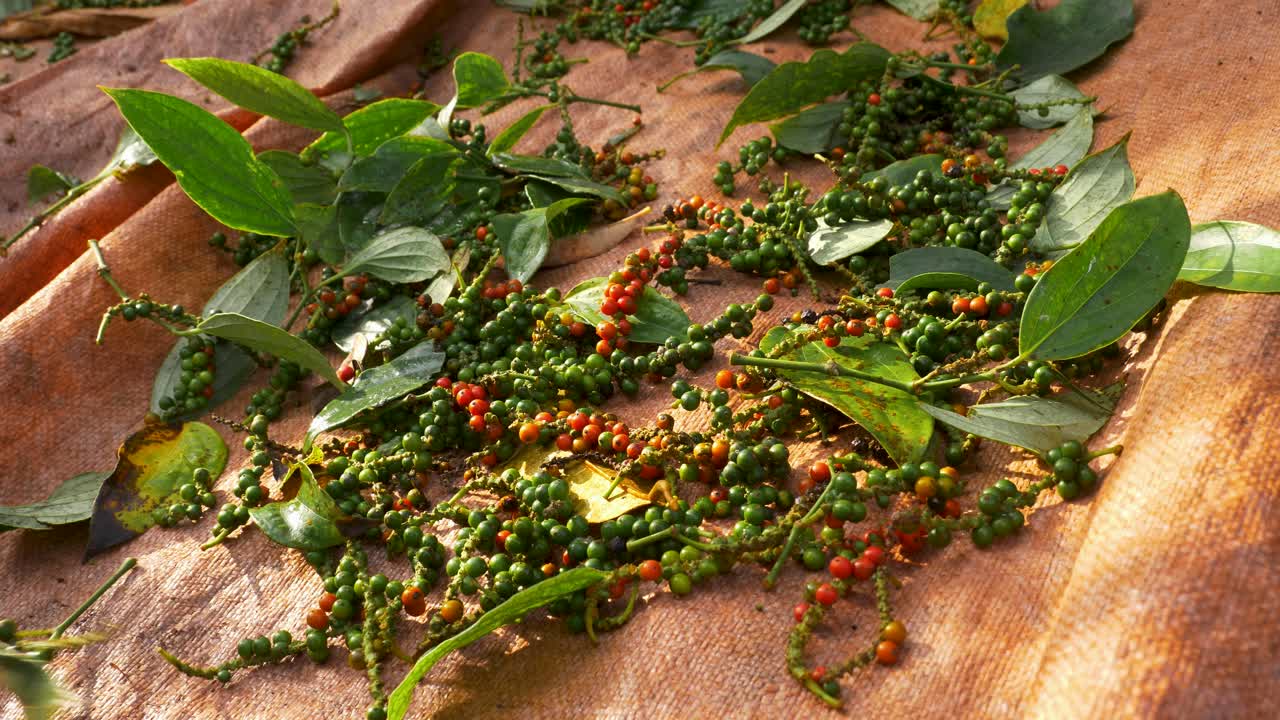 사람이 없는 신선한 고추 후추 유기농 식품 배경, 여전히 비 gmo 개념의 샷