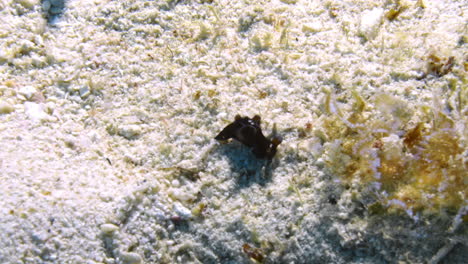 a beautiful red sea hare measuring no more than 9mm searching through the sandy ocean floor