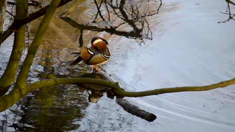 Farbige-Mandarinente-Steht-Auf-Einem-Umgestürzten-Holz-Auf-Der-Oberfläche-Des-Sees,-Während-Weiße-Ente-Herumschwimmt-Und-Das-Wasser-Genießt