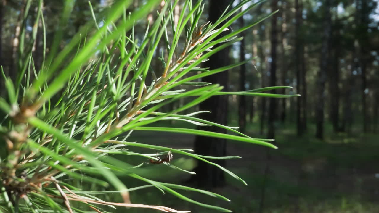 hormiga navegando a través de agujas de pino con un fondo de bosque iluminado por el sol, destacando los detalles de la naturaleza
