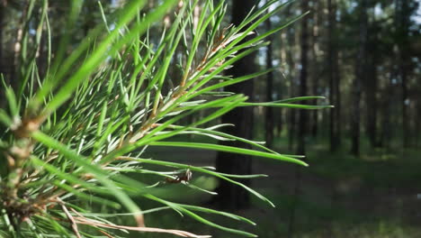 ant navigating through pine needles with a sunlit forest backdrop, highlighting nature's details